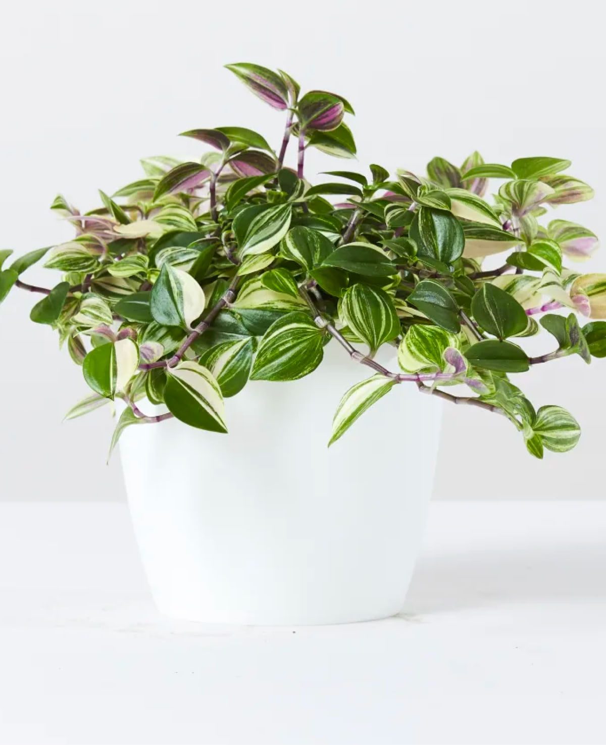 12.5cm wide curve-edged pot