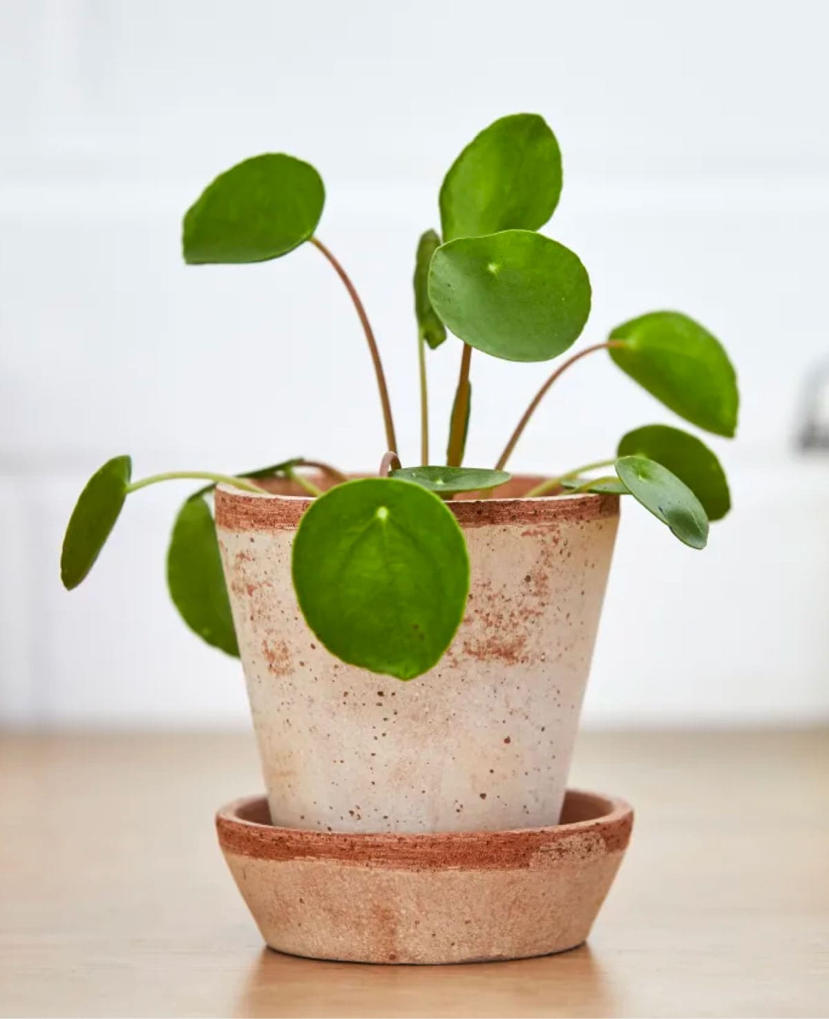 Tiny Terracotta Pot