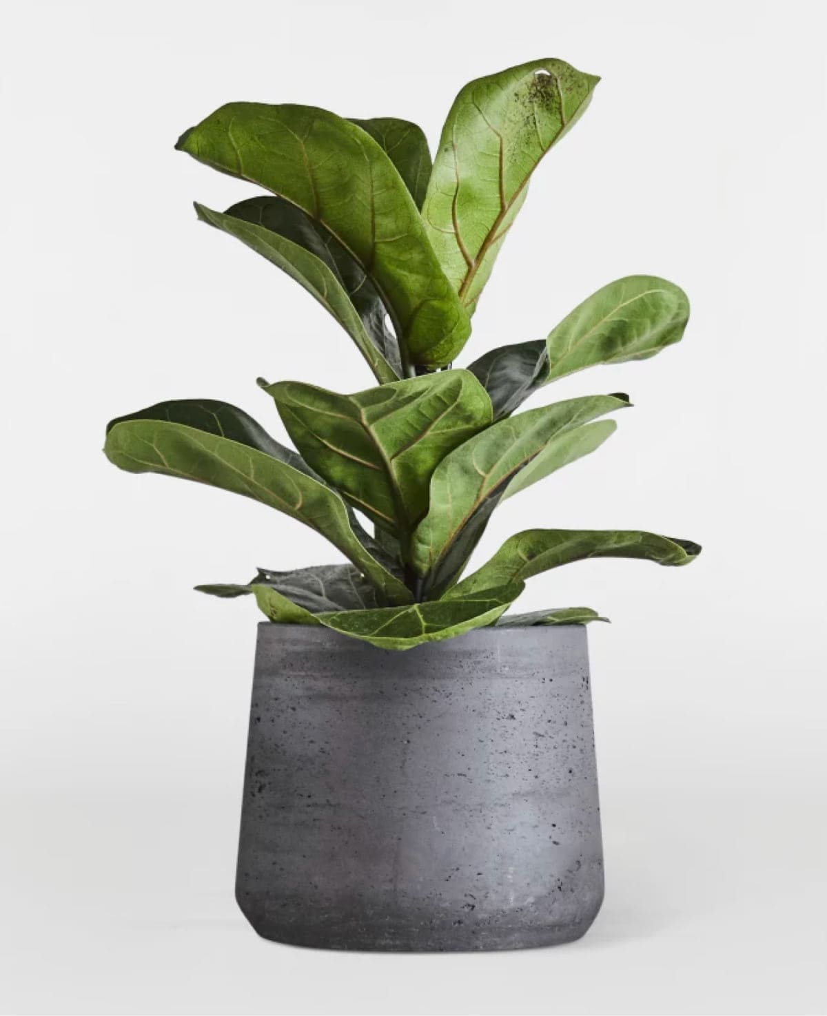 Clay Pot